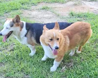 Sunny, a female Pembroke Welsh Corgi for sale in Blenheim, SC – 3 of 3