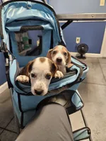 Snoopy, a male Beagle for sale in Blenheim, SC – 4 of 6