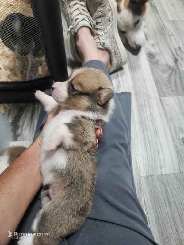 Sunny – Pembroke Welsh Corgi puppy for sale in Blenheim, SC