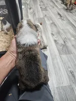 Waffles, a male Pembroke Welsh Corgi for sale in Blenheim, SC – 3 of 4