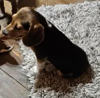 Leon, a male Beagle for sale in Blenheim, SC – Photo 4 of 6