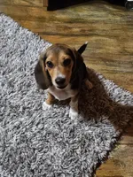 Leon, a male Beagle for sale in Blenheim, SC – Photo 6 of 6