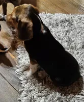 Leon, a male Beagle for sale in Blenheim, SC – Photo 3 of 6