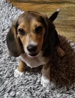 Leon, a male Beagle for sale in Blenheim, SC – Photo 5 of 6