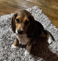 Leon, a male Beagle for sale in Blenheim, SC – Photo 2 of 6