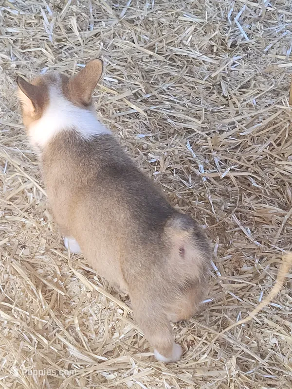 Sunny – Pembroke Welsh Corgi puppy for sale in Blenheim, SC