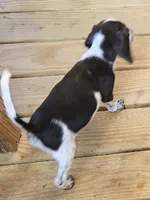 Abby, a female Beagle for sale in Blenheim, SC – 6 of 6