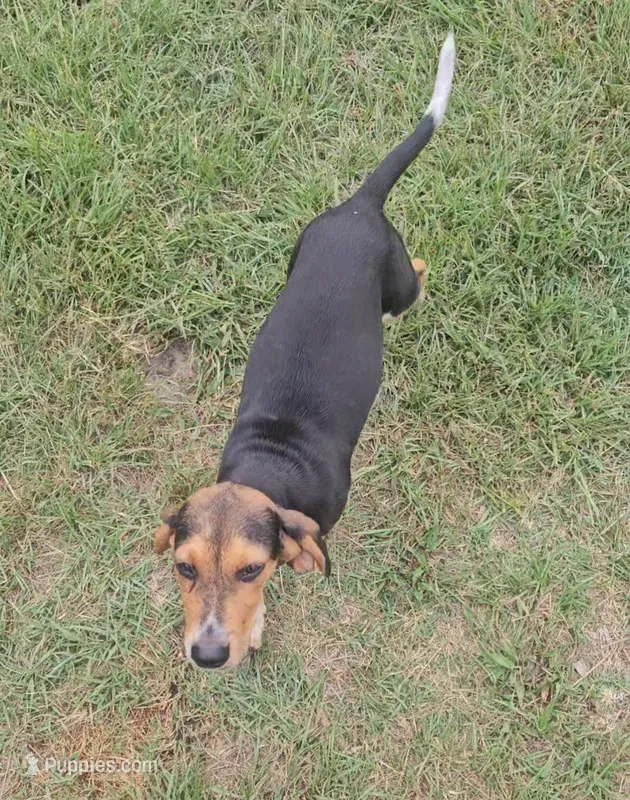 Dink – Beagle puppy for sale in Blenheim, SC
