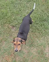 Dink, a male Beagle for sale in Blenheim, SC – 1 of 3