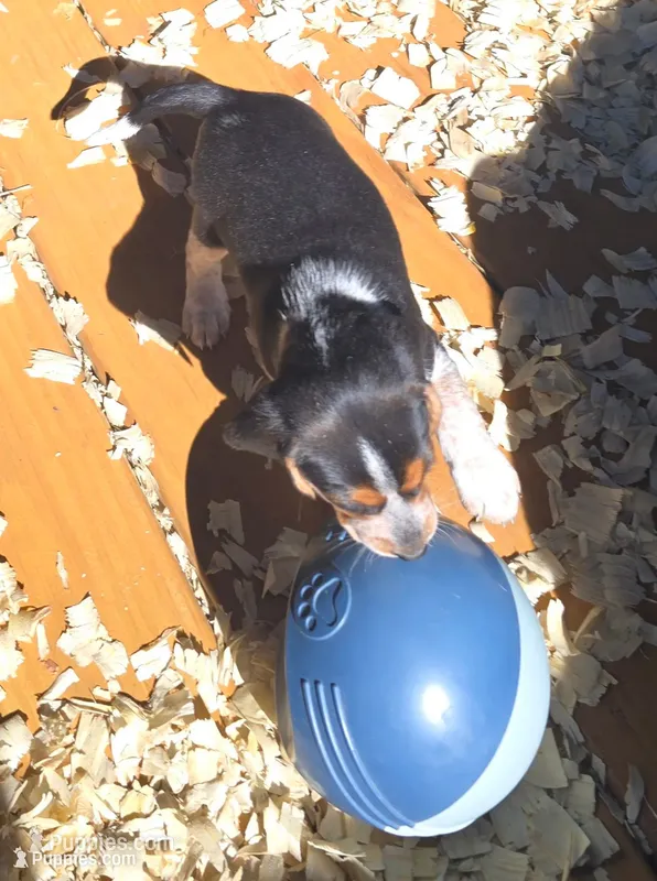 Birdie – Beagle puppy for sale in Blenheim, SC