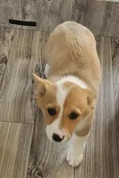 Kiwi, a female Pembroke Welsh Corgi for sale in Blenheim, SC – Photo 3 of 6