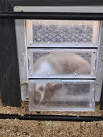 Kiwi, a female Pembroke Welsh Corgi for sale in Blenheim, SC – Photo 6 of 6