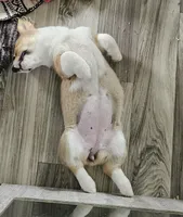 Kiwi, a female Pembroke Welsh Corgi for sale in Blenheim, SC – Photo 4 of 6