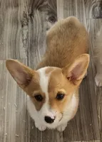 Kiwi, a female Pembroke Welsh Corgi for sale in Blenheim, SC – Photo 1 of 6