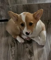 Kiwi, a female Pembroke Welsh Corgi for sale in Blenheim, SC – Photo 2 of 6