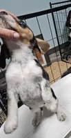 Barney, a male Beagle for sale in Blenheim, SC – 4 of 4