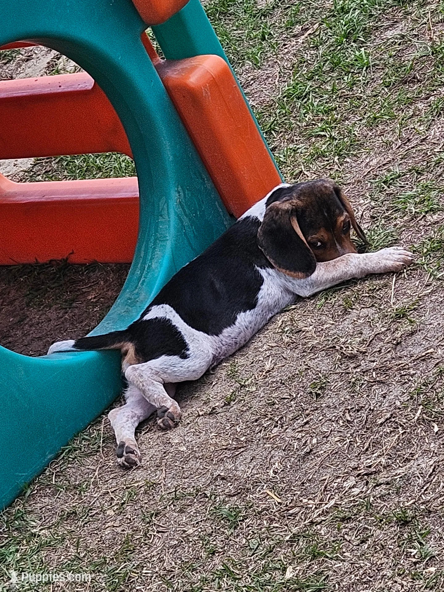 Beatle, a male Beagle for sale in Blenheim, SC – 1 of 2