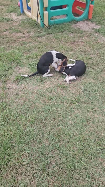 Dink, a male Beagle for sale in Blenheim, SC – 3 of 3