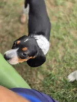 Lenny, a male Beagle for sale in Blenheim, SC – 3 of 3