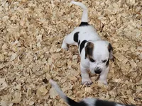Moo, a male Beagle for sale in Blenheim, SC – 7 of 8