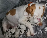 Koko, a male Beagle for sale in Blenheim, SC – Photo 5 of 6