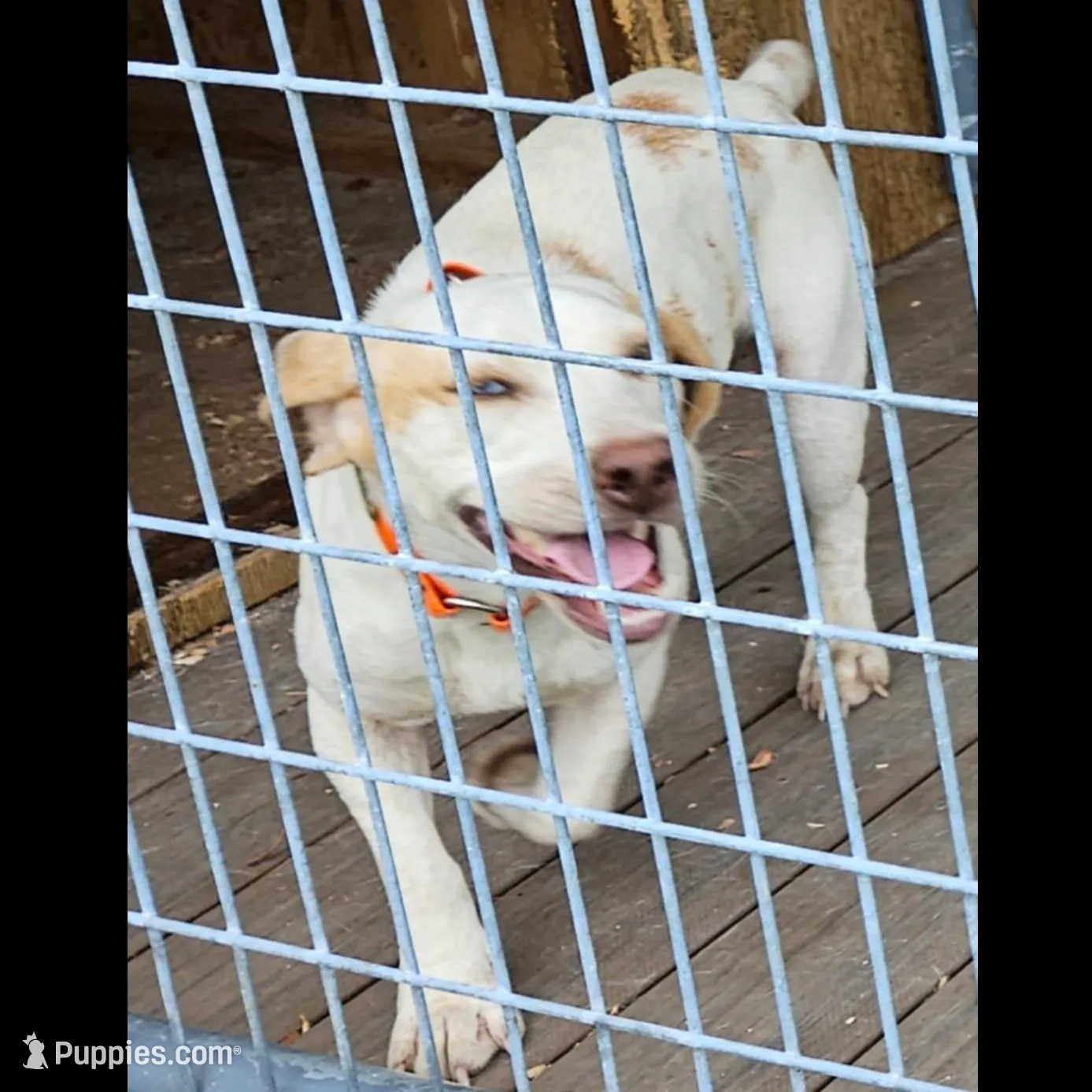 Koko, a male Beagle for sale in Blenheim, SC – Photo 6 of 6