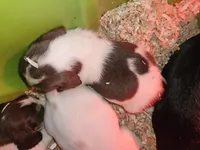 Koko, a male Beagle for sale in Blenheim, SC – Photo 2 of 6