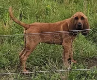 Cletus, a male Bloodhound for sale in Blenheim, SC – 3 of 4