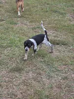 Lenny, a male Beagle for sale in Blenheim, SC – 2 of 3