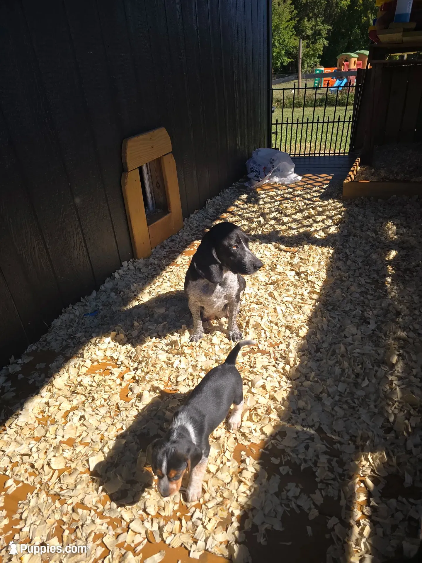 Birdie, a female Beagle for sale in Blenheim, SC – 3 of 4