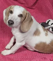 Moo, a male Beagle for sale in Blenheim, SC – 2 of 3