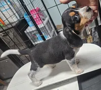 Opie, a male Beagle for sale in Blenheim, SC – 2 of 3