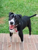 Riley, a male American Bulldog and Border Collie for sale in Blenheim, SC – 2 of 3
