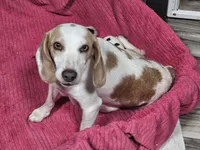 Snoopy, a male Beagle for sale in Blenheim, SC – 2 of 2