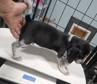 Barney, a male Beagle for sale in Blenheim, SC – 2 of 4