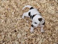 Moo, a male Beagle for sale in Blenheim, SC – 5 of 8
