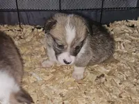 Sunny, a female Pembroke Welsh Corgi for sale in Blenheim, SC – 2 of 3