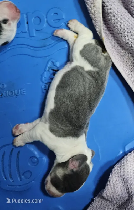 Blue – Beagle puppy for sale in Blenheim, SC