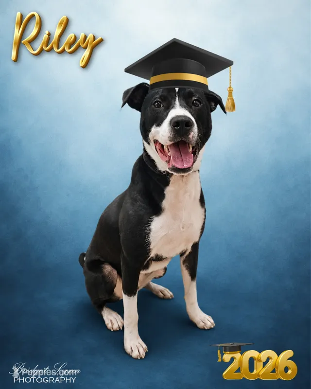 Riley – American Bulldog, Border Collie puppy for sale in Blenheim, SC