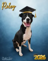 Riley, a male American Bulldog and Border Collie for sale in Blenheim, SC – 1 of 3