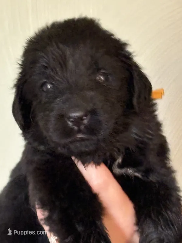 Ginny Weasley- yellow – Newfoundland puppy for sale in Newport News, VA