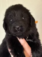 Ginny Weasley- purple, a female Newfoundland for sale in Newport News, VA – 3 of 4