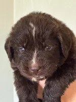 Harry Potter- Orange, a male Newfoundland for sale in Newport News, VA – 2 of 4