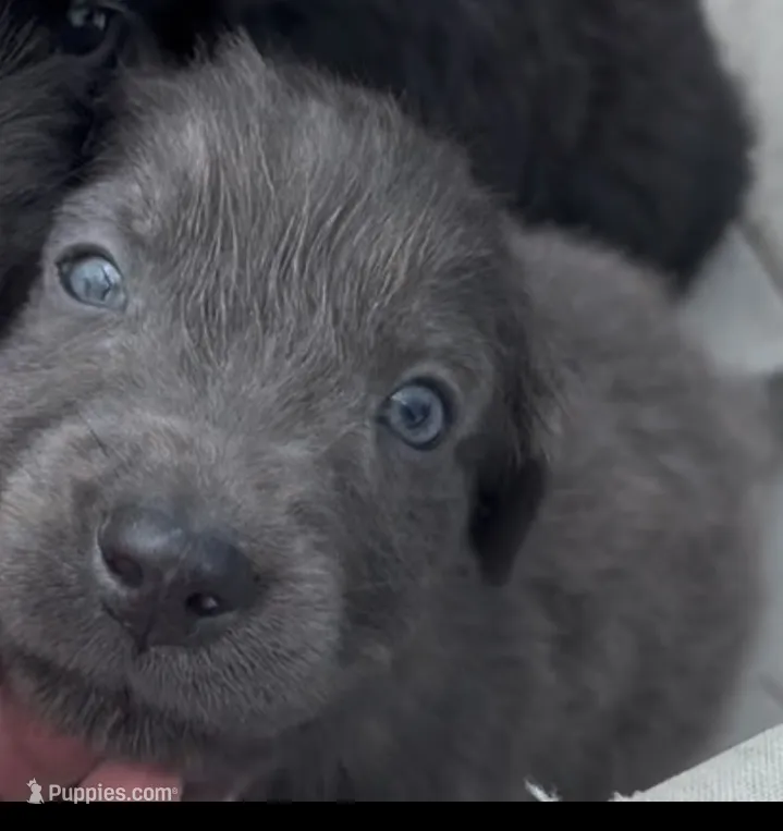 Bellatrix Lestrange - Light Pink – Newfoundland puppy for sale in Newport News, VA