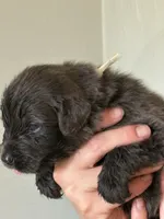 Bellatrix Lestrange - Light Green, a female Newfoundland for sale in Newport News, VA – 2 of 4