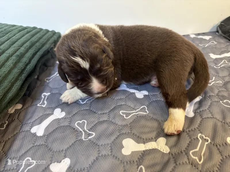 Dobby- Green – Newfoundland puppy for sale in Newport News, VA
