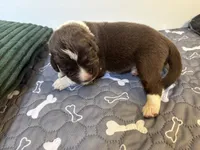 Dobby- Green, a male Newfoundland for sale in Newport News, VA – 1 of 1