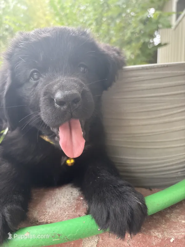 Ginny Weasley- yellow – Newfoundland puppy for sale in Newport News, VA