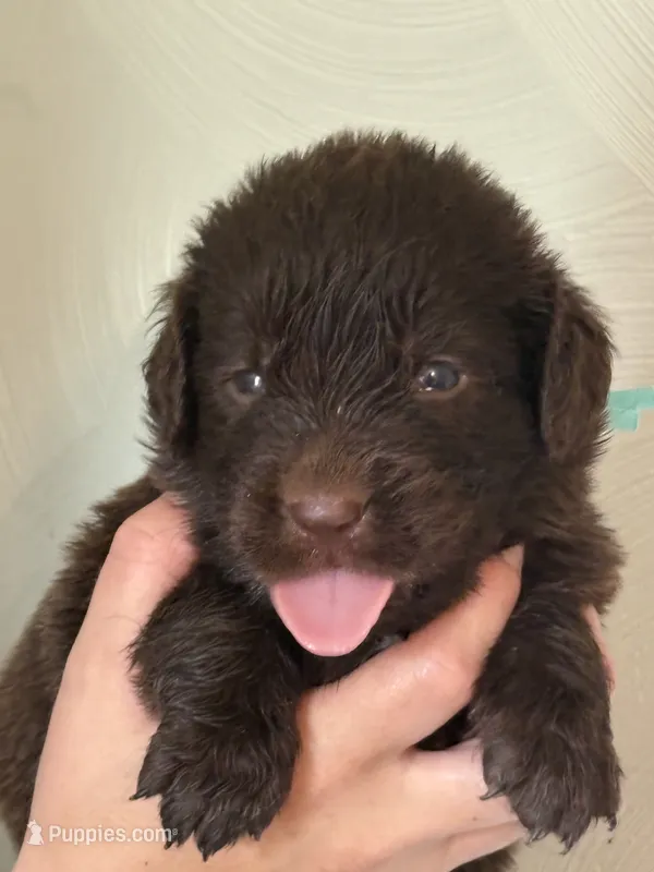 Ron Weasley- Blue – Newfoundland puppy for sale in Newport News, VA