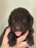 Ron Weasley- Blue, a male Newfoundland for sale in Newport News, VA – 1 of 3